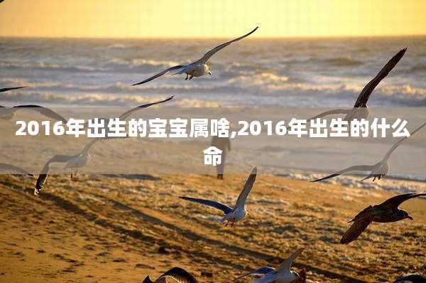 2016年出生的宝宝属啥,2016年出生的什么命