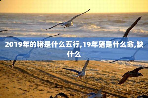 2019年的猪是什么五行,19年猪是什么命,缺什么