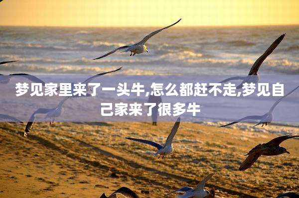 梦见家里来了一头牛,怎么都赶不走,梦见自己家来了很多牛
