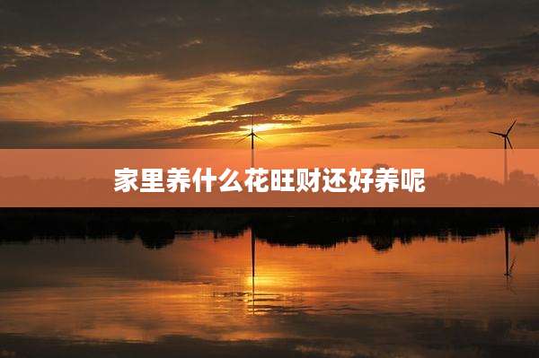 家里养什么花旺财还好养呢