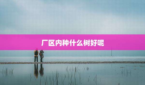 厂区内种什么树好呢