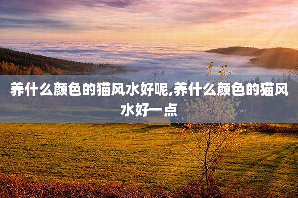 养什么颜色的猫风水好呢,养什么颜色的猫风水好一点
