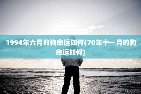 1994年六月的狗命运如何(70年十一月的狗命运如何)
