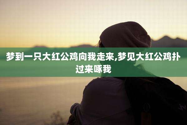 梦到一只大红公鸡向我走来,梦见大红公鸡扑过来啄我