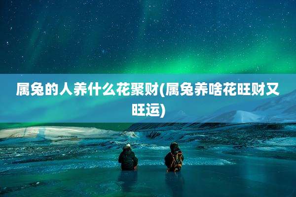 属兔的人养什么花聚财(属兔养啥花旺财又旺运)