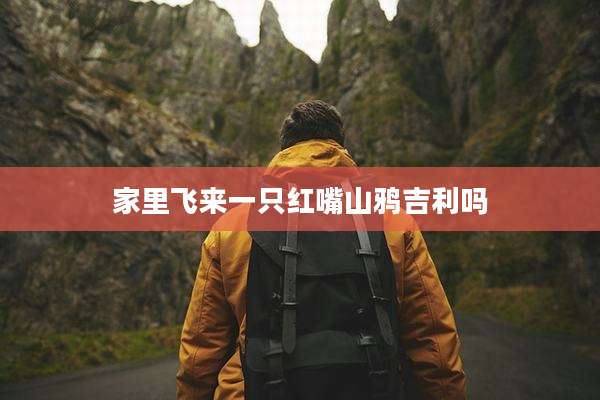 家里飞来一只红嘴山鸦吉利吗