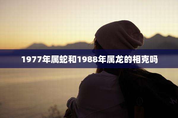 1977年属蛇和1988年属龙的相克吗