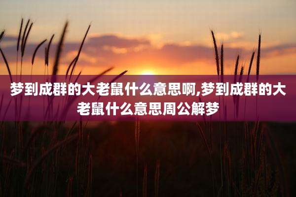 梦到成群的大老鼠什么意思啊,梦到成群的大老鼠什么意思周公解梦