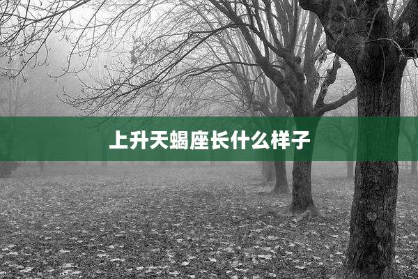 上升天蝎座长什么样子