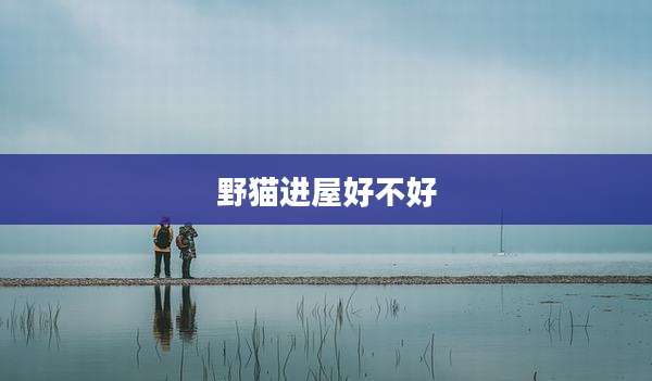野猫进屋好不好