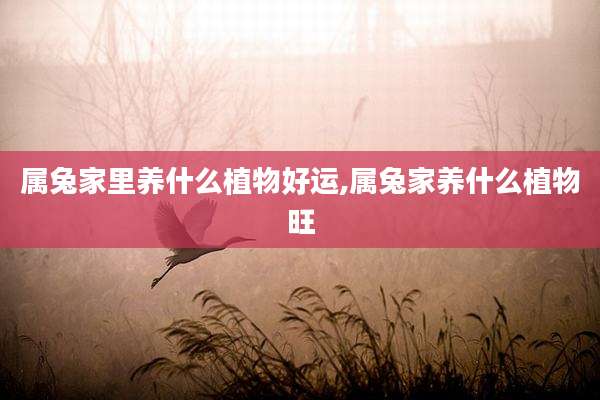 属兔家里养什么植物好运,属兔家养什么植物旺