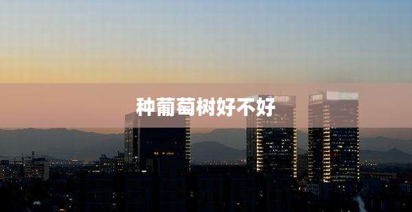 种葡萄树好不好
