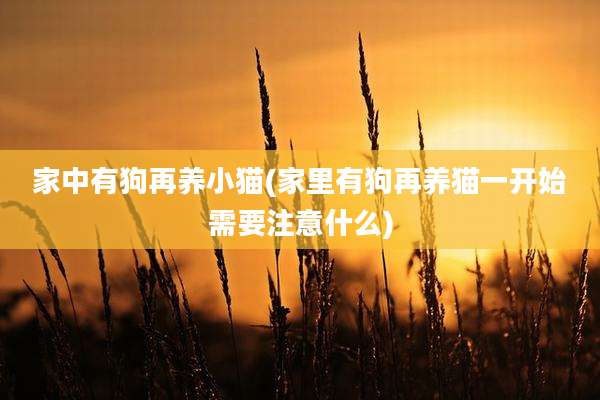 家中有狗再养小猫(家里有狗再养猫一开始需要注意什么)