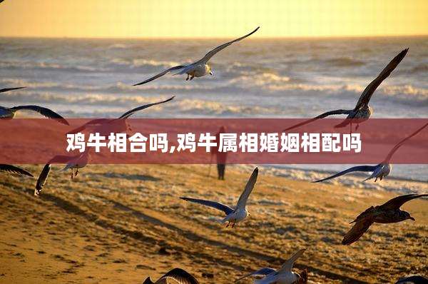 鸡牛相合吗,鸡牛属相婚姻相配吗