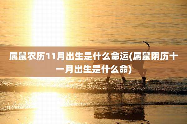 属鼠农历11月出生是什么命运(属鼠阴历十一月出生是什么命)