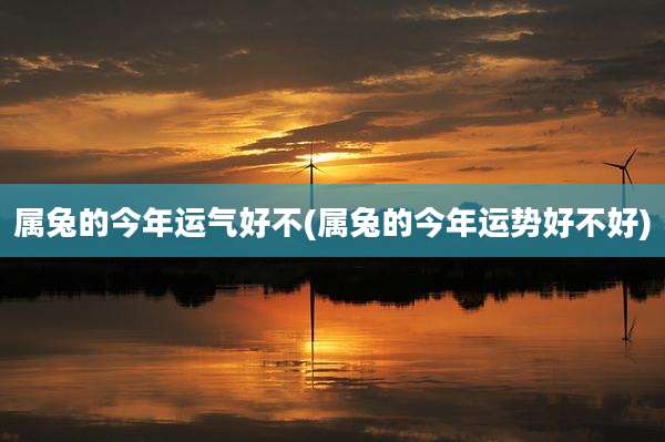 属兔的今年运气好不(属兔的今年运势好不好)