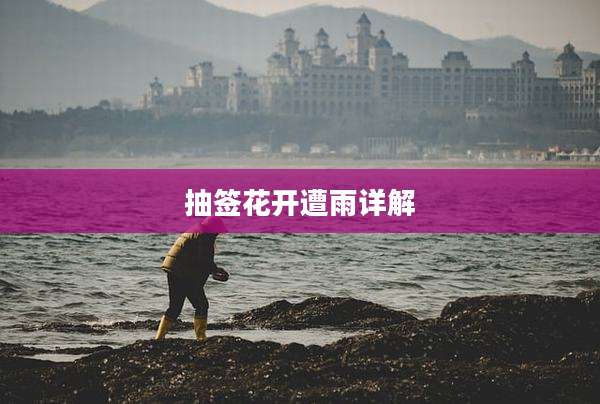 抽签花开遭雨详解