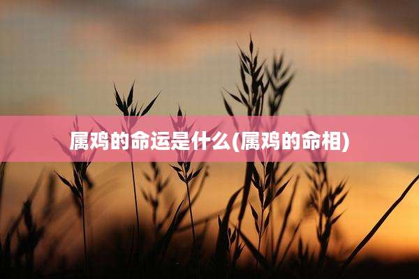 属鸡的命运是什么(属鸡的命相)
