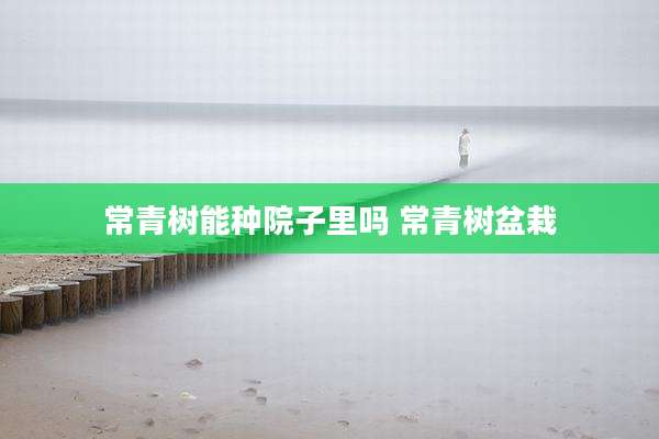 常青树能种院子里吗 常青树盆栽