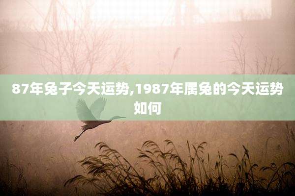 87年兔子今天运势,1987年属兔的今天运势如何