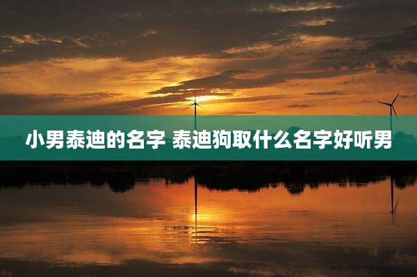 小男泰迪的名字 泰迪狗取什么名字好听男