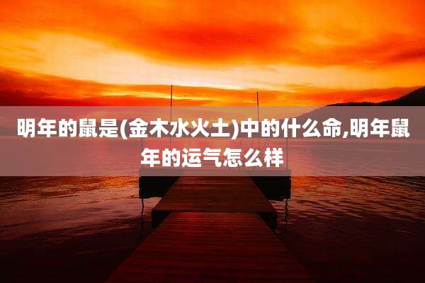 明年的鼠是(金木水火土)中的什么命,明年鼠年的运气怎么样