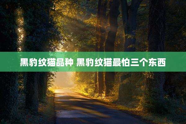 黑豹纹猫品种 黑豹纹猫最怕三个东西