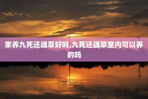 家养九死还魂草好吗,九死还魂草室内可以养的吗