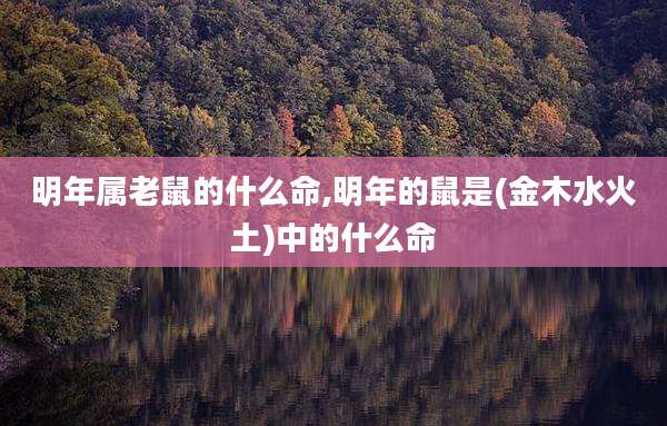 明年属老鼠的什么命,明年的鼠是(金木水火土)中的什么命