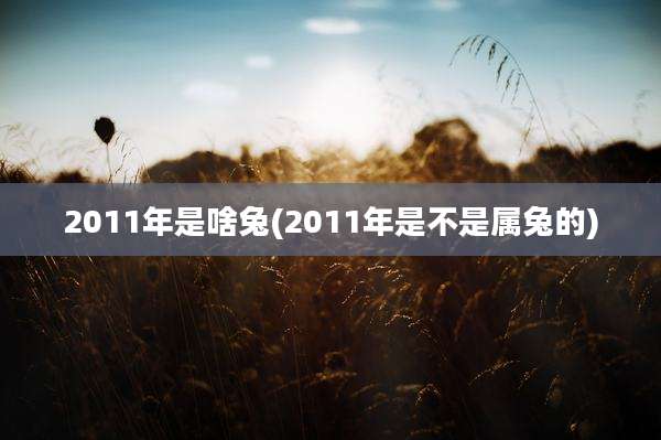2011年是啥兔(2011年是不是属兔的)