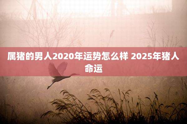 属猪的男人2020年运势怎么样 2025年猪人命运