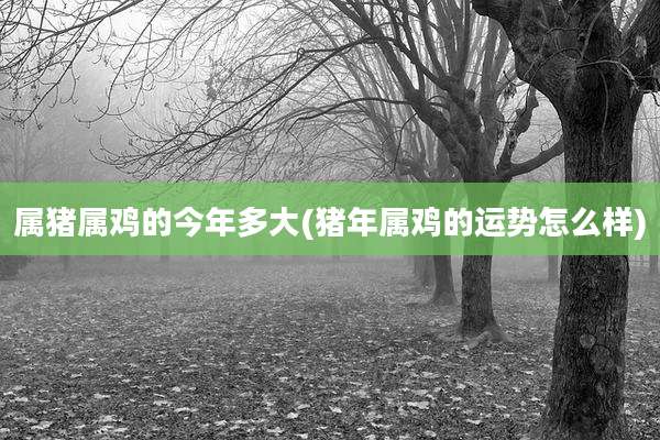 属猪属鸡的今年多大(猪年属鸡的运势怎么样)