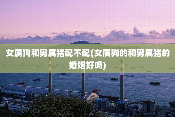女属狗和男属猪配不配(女属狗的和男属猪的婚姻好吗)
