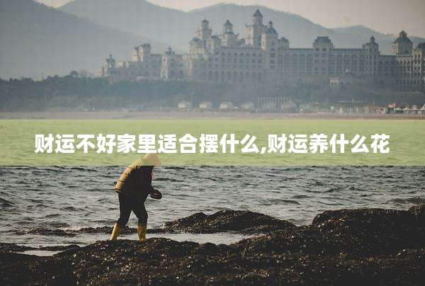 财运不好家里适合摆什么,财运养什么花