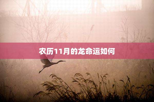 农历11月的龙命运如何