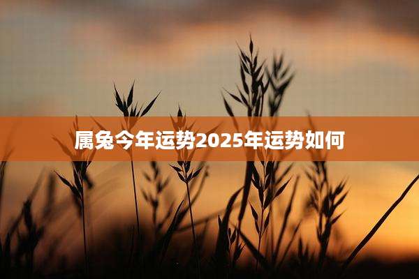 属兔今年运势2025年运势如何