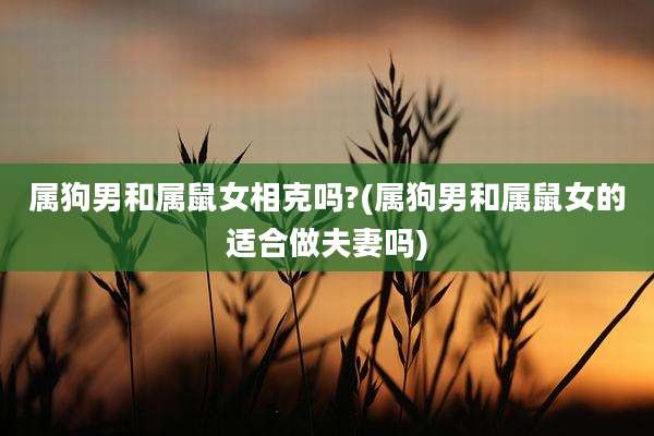 属狗男和属鼠女相克吗?(属狗男和属鼠女的适合做夫妻吗)