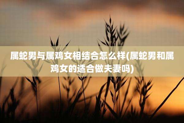 属蛇男与属鸡女相结合怎么样(属蛇男和属鸡女的适合做夫妻吗)