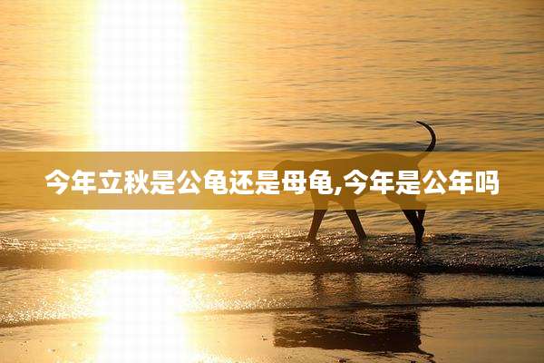 今年立秋是公龟还是母龟,今年是公年吗