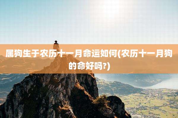 属狗生于农历十一月命运如何(农历十一月狗的命好吗?)