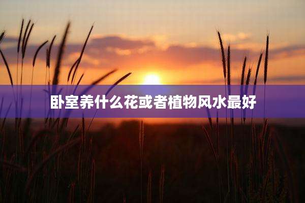 卧室养什么花或者植物风水最好