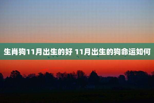 生肖狗11月出生的好 11月出生的狗命运如何