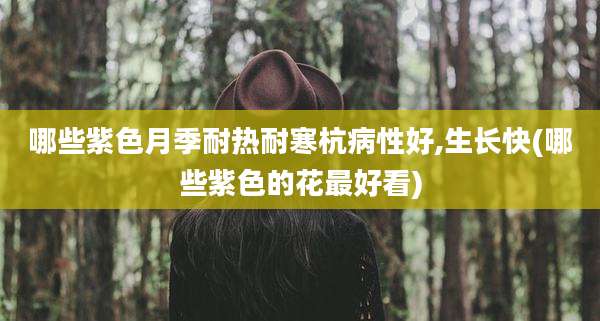 哪些紫色月季耐热耐寒杭病性好,生长快(哪些紫色的花最好看)