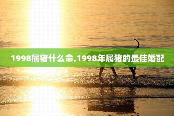 1998属猪什么命,1998年属猪的最佳婚配