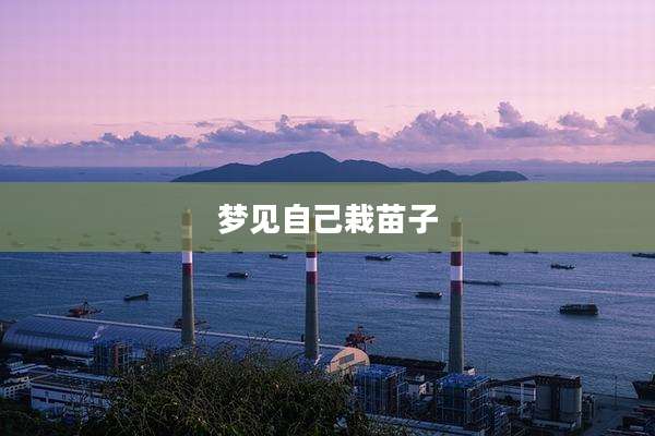 梦见自己栽苗子