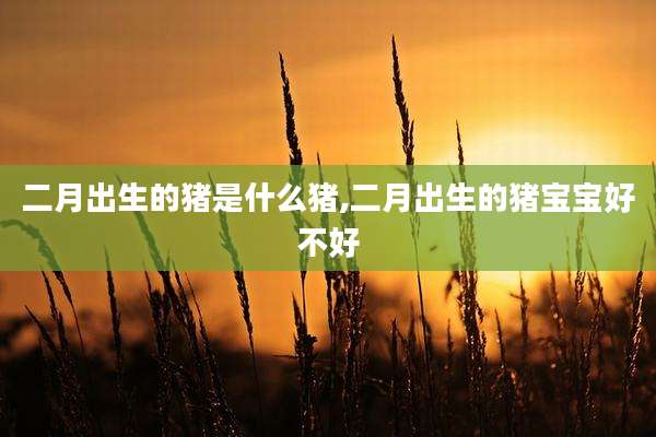 二月出生的猪是什么猪,二月出生的猪宝宝好不好
