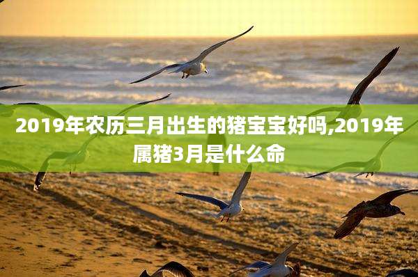 2019年农历三月出生的猪宝宝好吗,2019年属猪3月是什么命