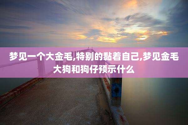 梦见一个大金毛,特别的黏着自己,梦见金毛大狗和狗仔预示什么