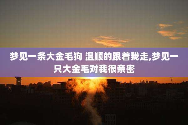 梦见一条大金毛狗 温顺的跟着我走,梦见一只大金毛对我很亲密