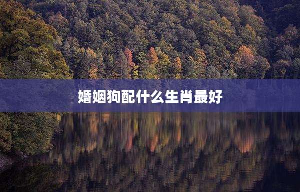 婚姻狗配什么生肖最好